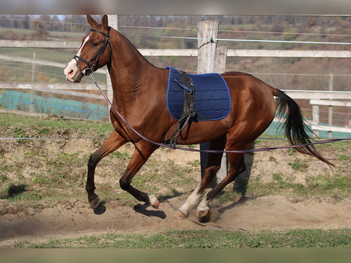 Akhal-Teke Caballo castrado 4 años 165 cm Castaño rojizo in Kisbér