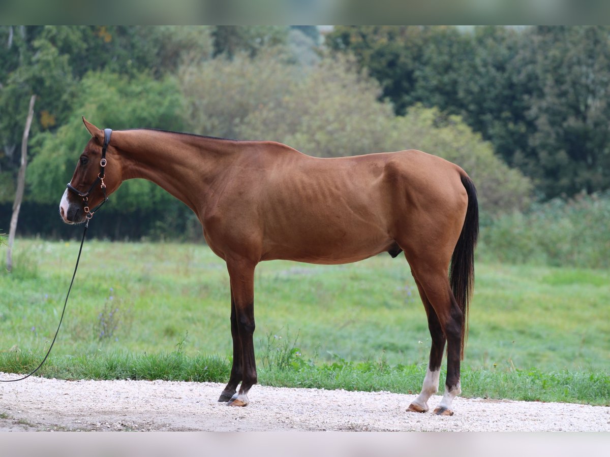 Akhal-Teke Caballo castrado 4 años 165 cm Castaño rojizo in Kisbér