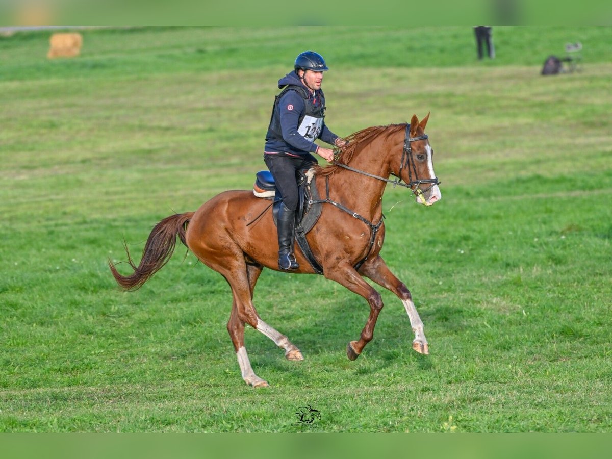 Akhal-Teke Caballo castrado 6 años 163 cm Alazán-tostado in Ópusztaszer