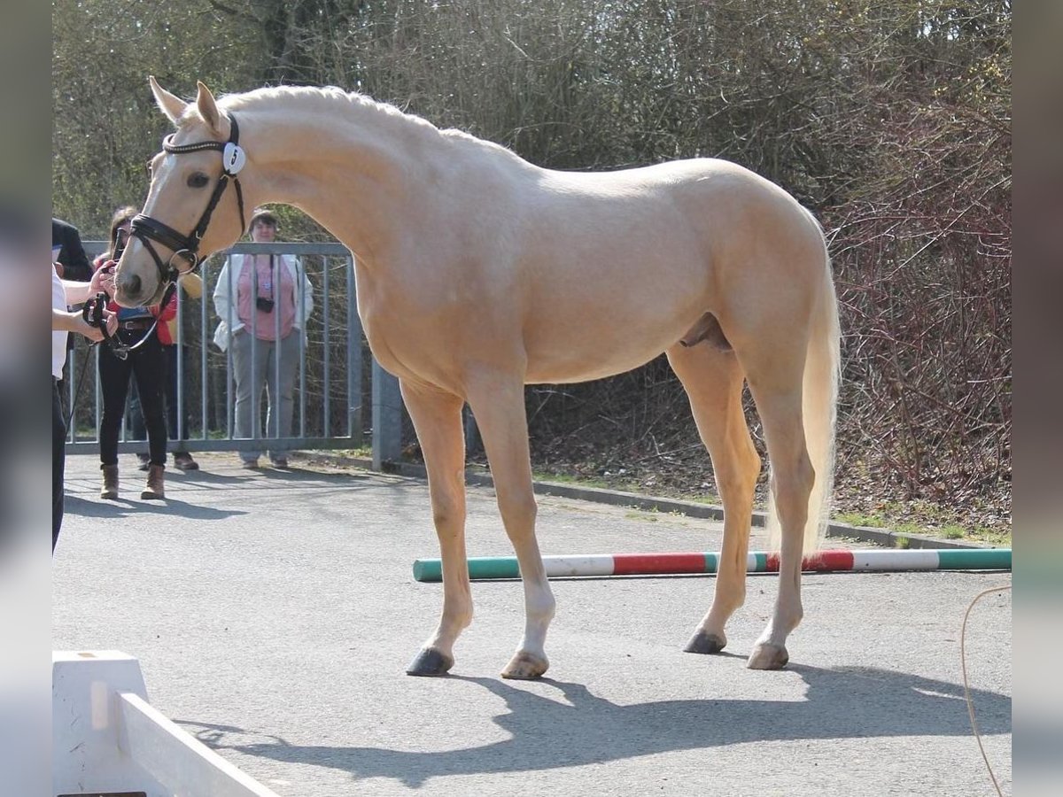 Akhal-Teke Caballo castrado 6 años 164 cm Palomino in Bad Kreuznach