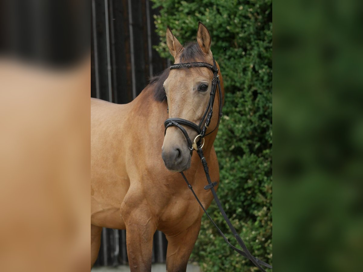 Akhal-Teke Caballo castrado 7 años 158 cm Buckskin/Bayo in Weißenhorn