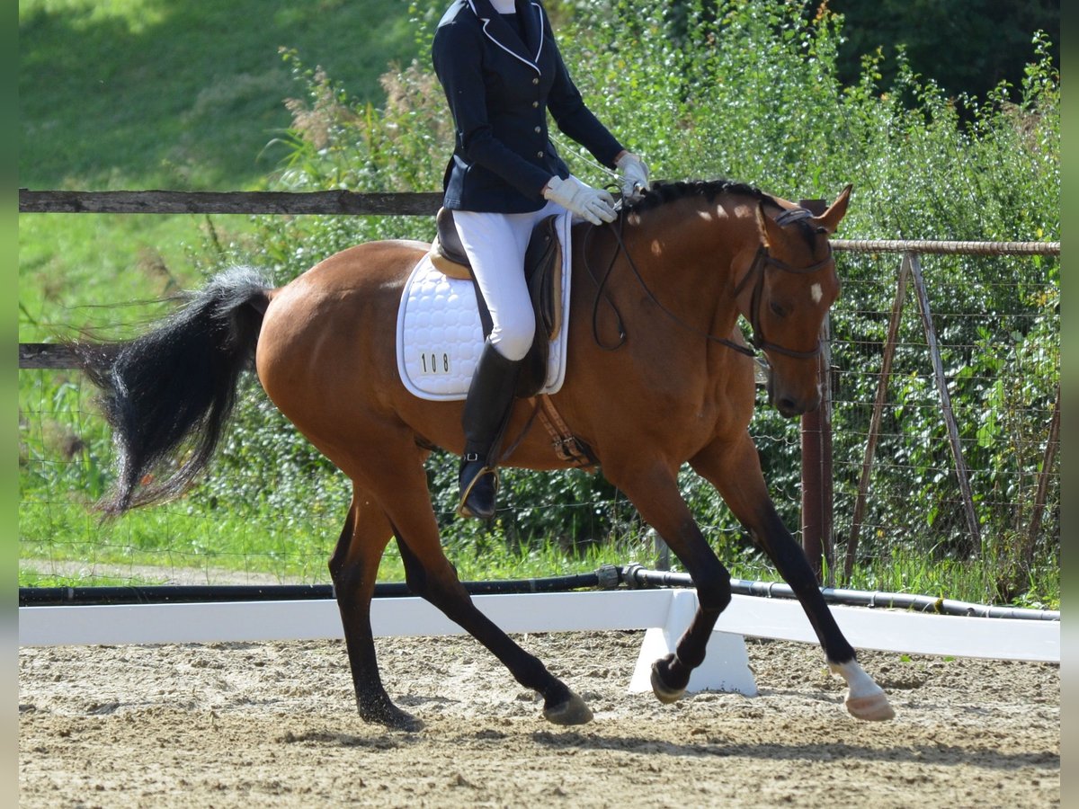 Akhal-Teke Caballo castrado 9 años 158 cm Castaño in Dulliken