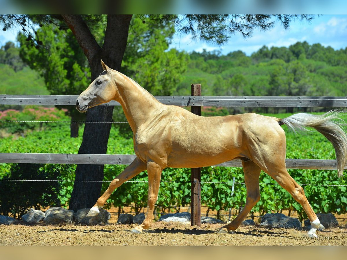 Akhal-Teke Étalon 16 Ans 164 cm Palomino in GOVEN