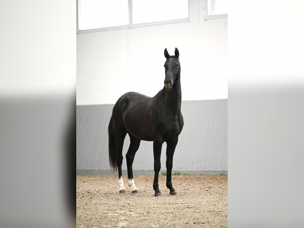 Akhal-Teke Étalon 2 Ans Noir in Ovelgönne