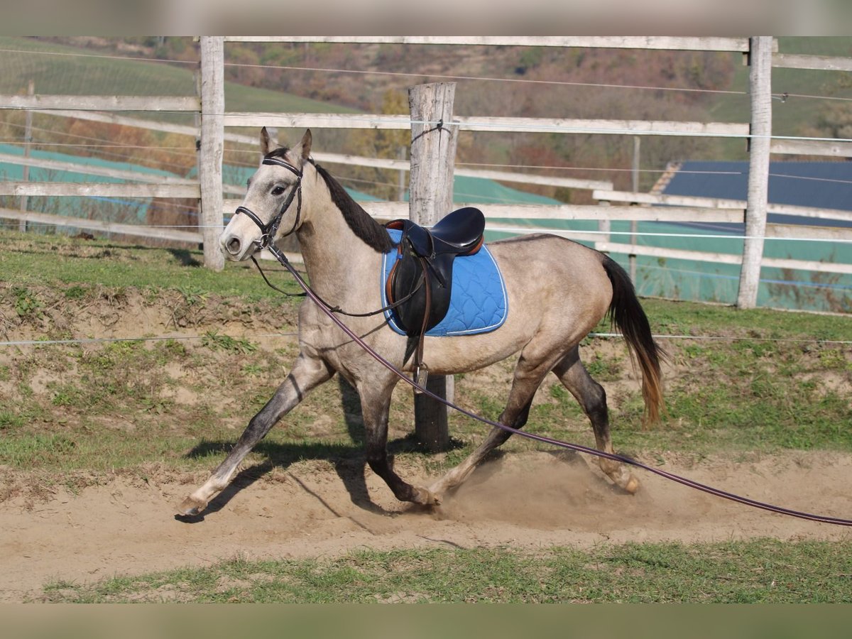 Akhal-Teke Étalon 3 Ans 158 cm Gris in Kisbér