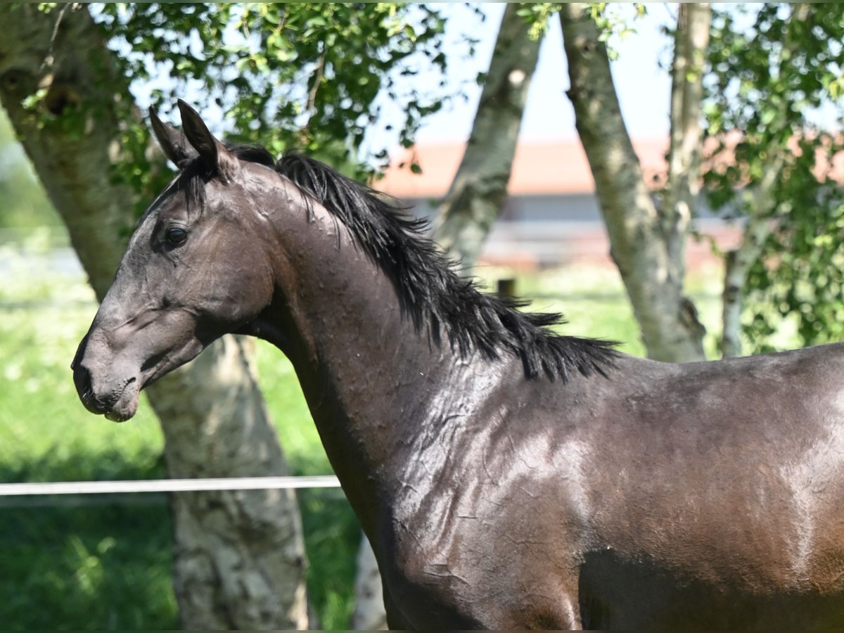 Akhal-Teke Étalon 3 Ans Bai brun foncé in Ovelgönne