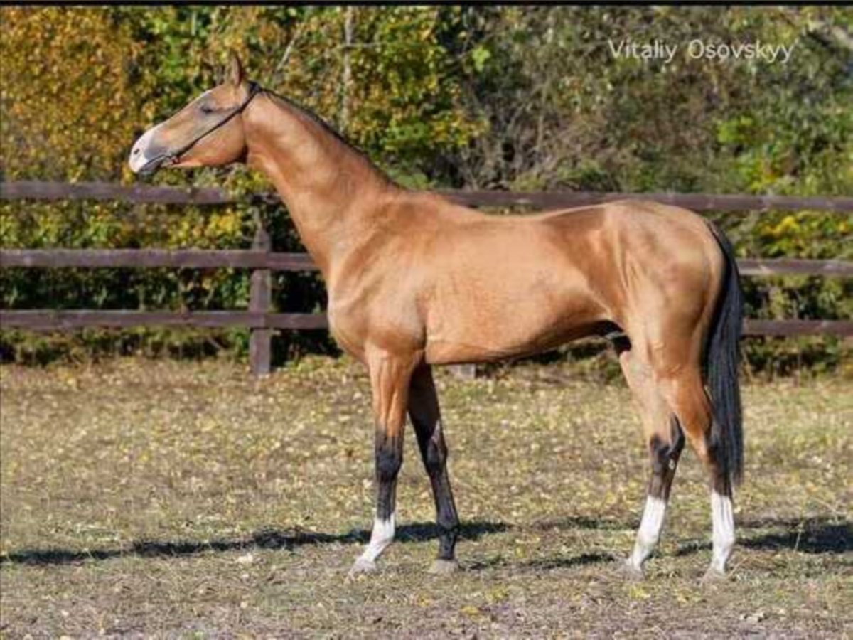 Akhal-Teke Étalon 7 Ans 163 cm Buckskin in Ukraine