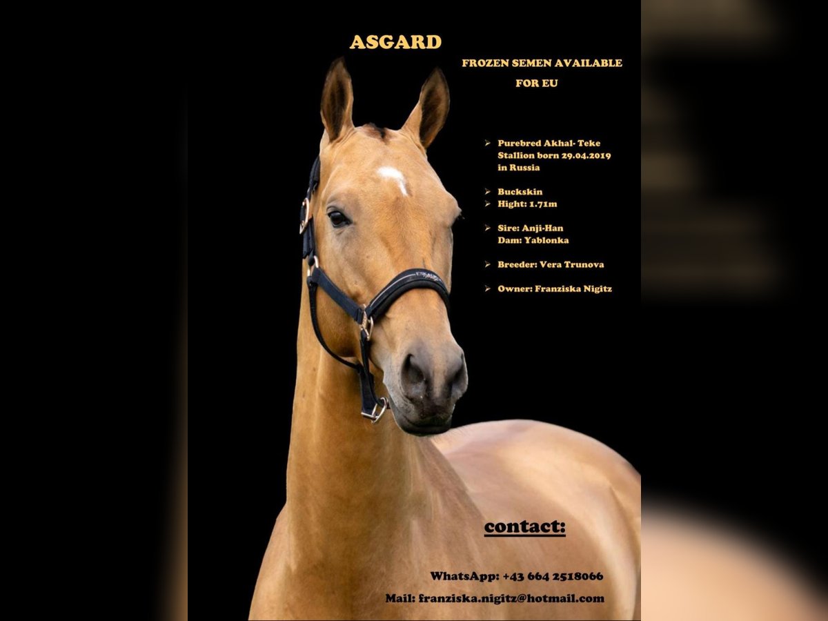 Akhal-Teke Étalon Buckskin in Graz