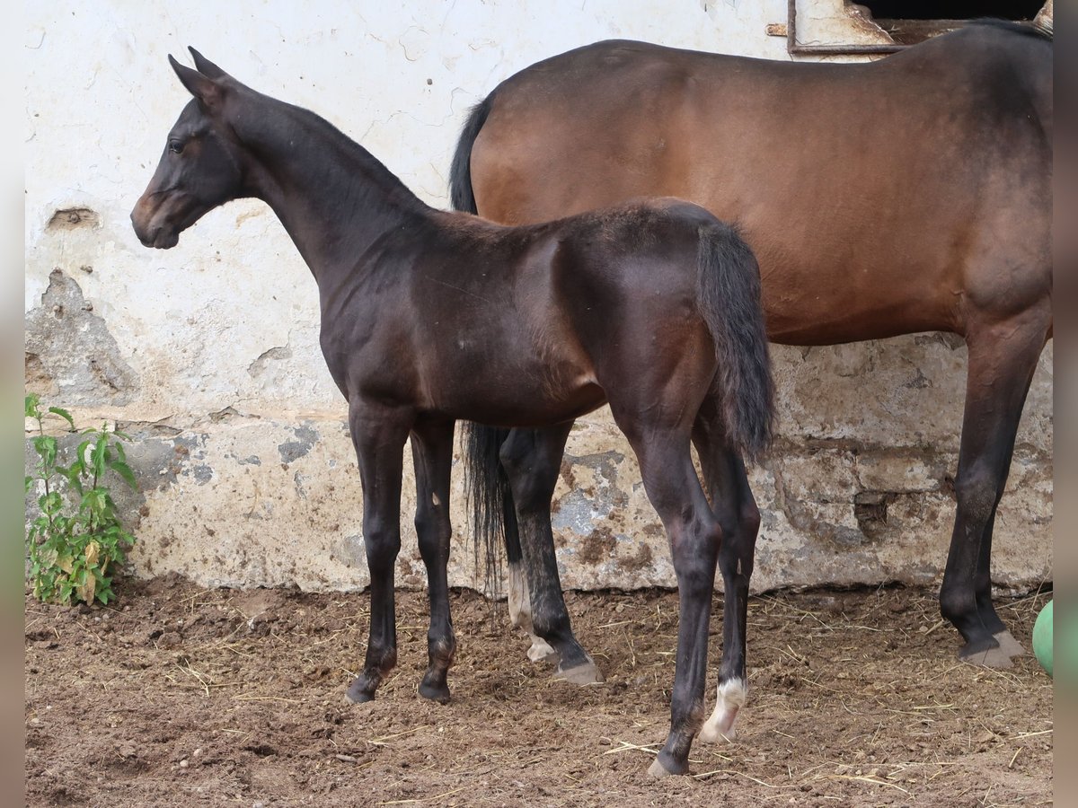 Akhal-Teke Étalon Poulain (01/2024) Bai brun in Humpolec