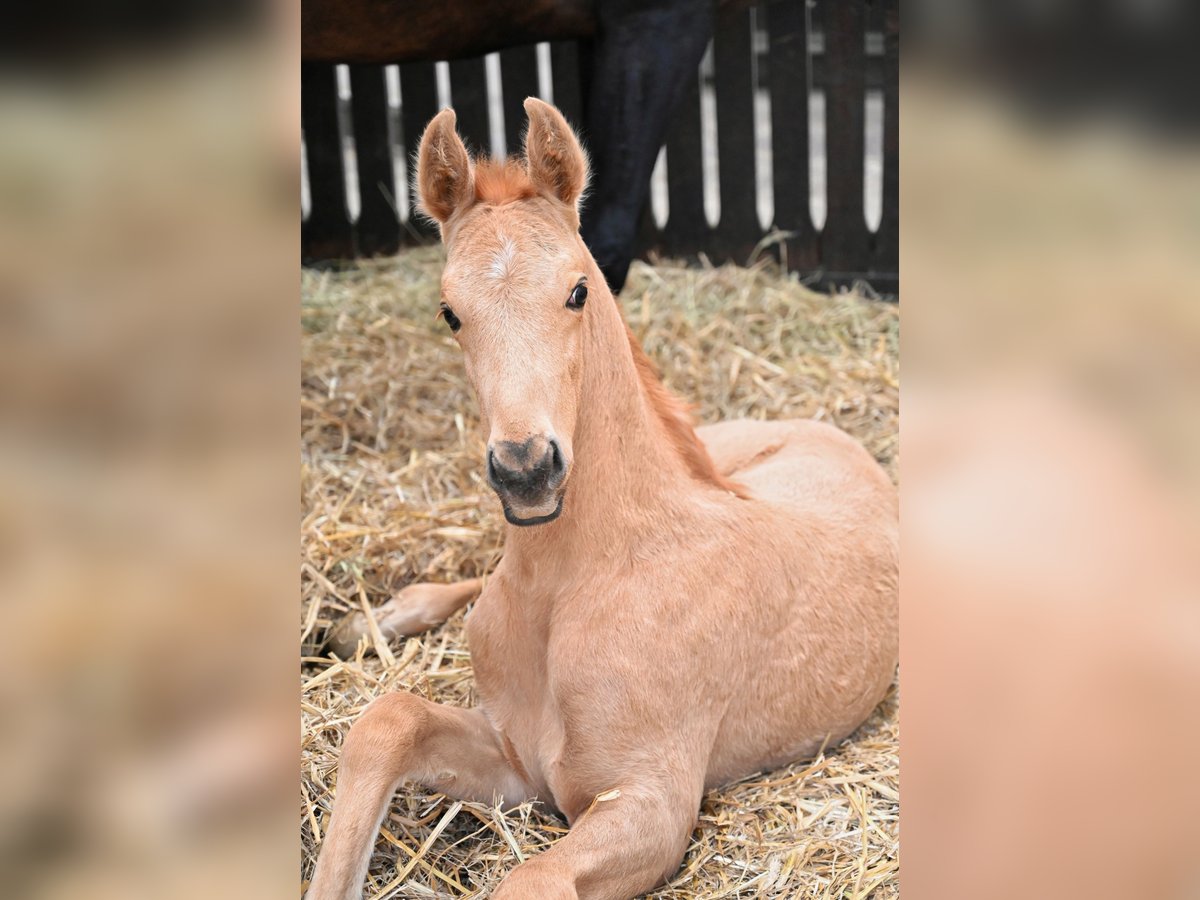 Akhal-Teke Étalon Poulain (02/2024) Cremello in Ovelgönne