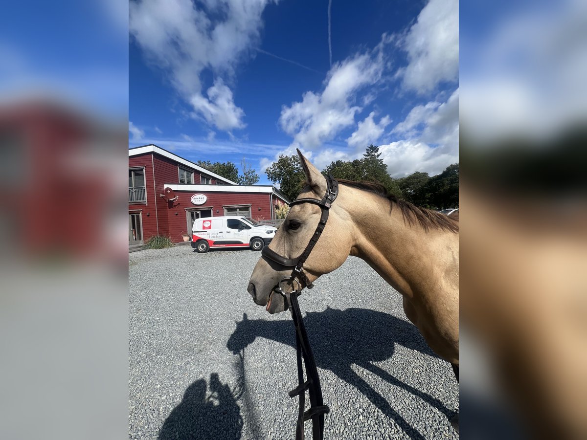 Akhal-Teke Gelding 6 years 15,1 hh Buckskin in Garding