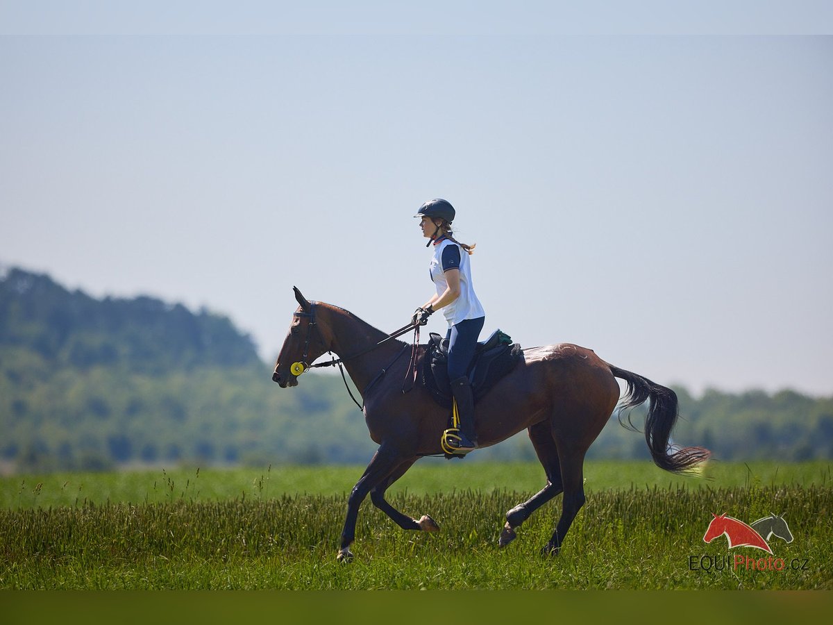 Akhal-Teke Giumenta 12 Anni 159 cm Baio in Pyskocely