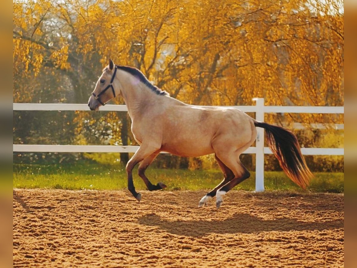 Akhal-Teke Giumenta 3 Anni 154 cm Falbo in &#1057;&#1072;&#1085;&#1082;&#1090;-&#1087;&#1077;&#1090;&#1077;&#1088;&#1073;&#1091;&#1088;&#1075;