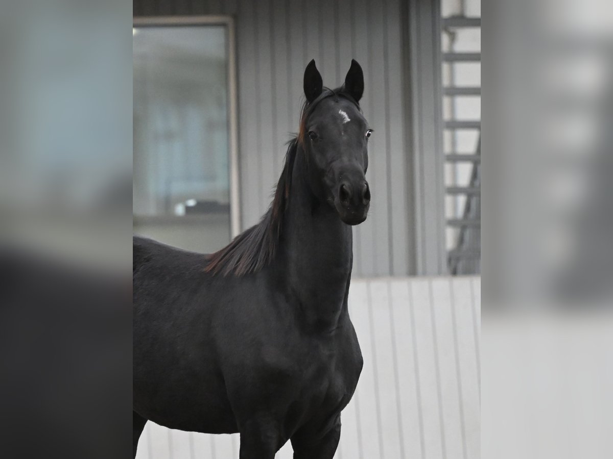 Akhal-Teke Mix Giumenta 3 Anni 156 cm Morello in Ovelgönne