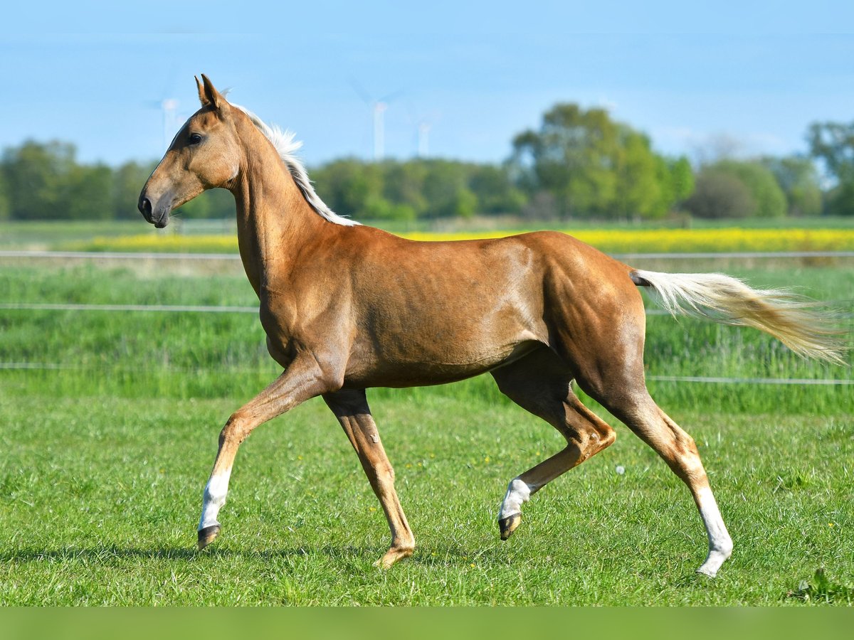 Akhal-Teke Giumenta 4 Anni 160 cm Palomino in Ovelgönne