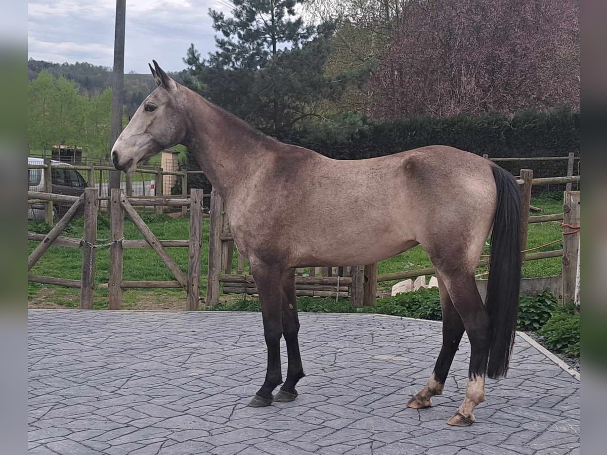 Akhal-Teke Giumenta 5 Anni 161 cm Pelle di daino in Pyskocely