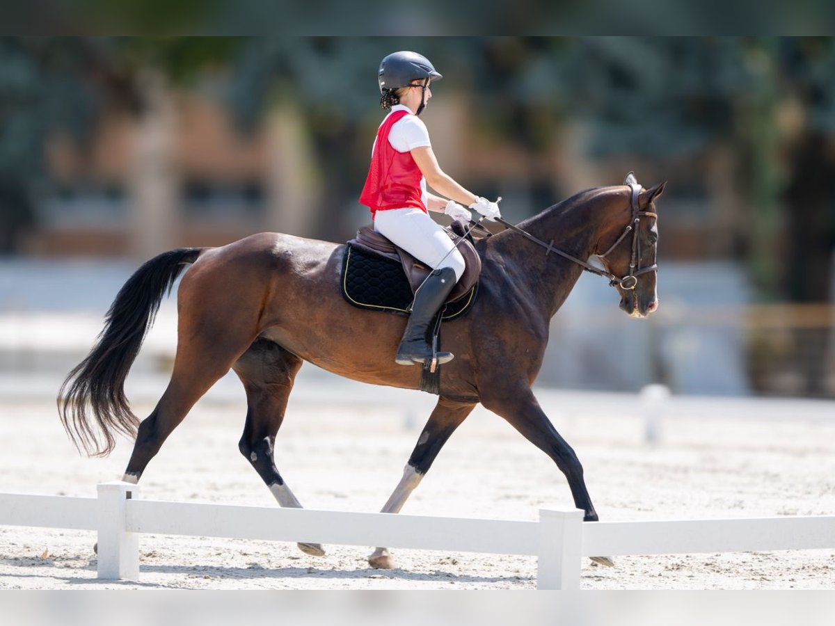 Akhal-Teke Giumenta 6 Anni 157 cm Baio ciliegia in Novo mesto