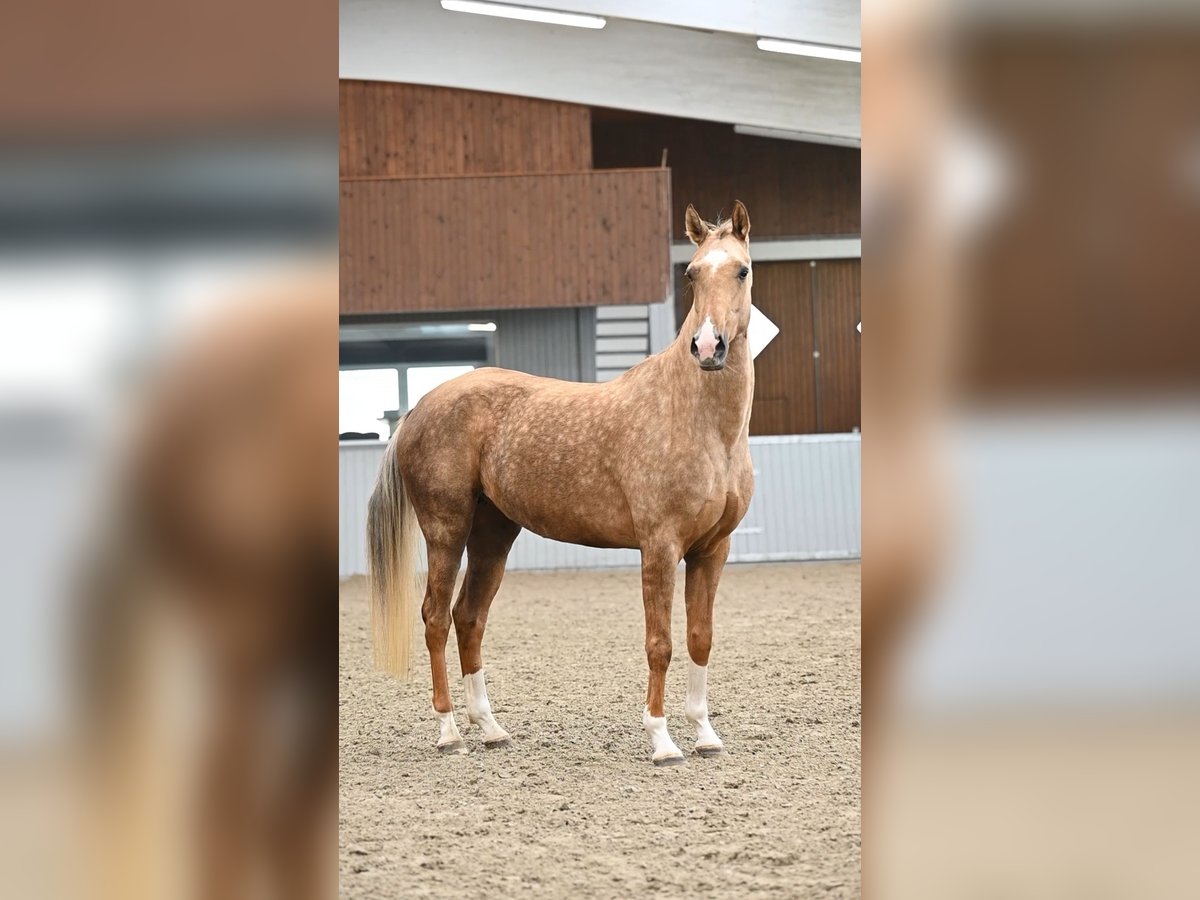 Akhal-Teke Giumenta 6 Anni 159 cm Palomino in Ovelgönne