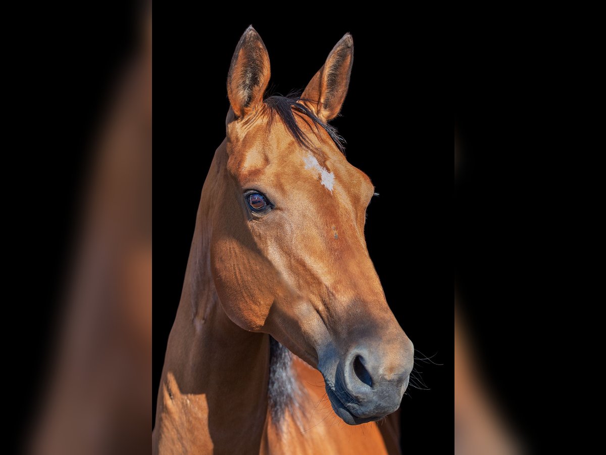 Akhal-Teke Giumenta 9 Anni 158 cm Baio in Laudenbach