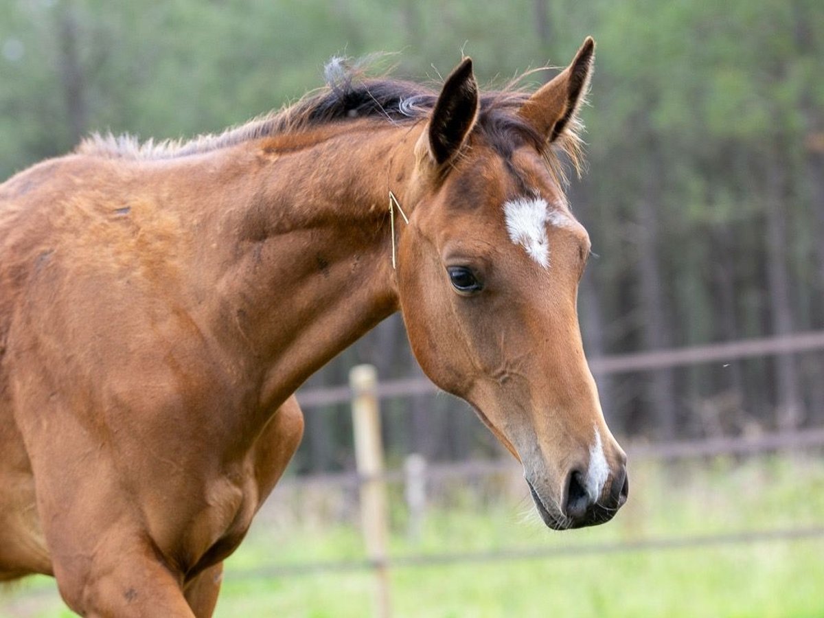 Akhal-Teke Hengst 1 Jaar Zwartbruin in Morcenx