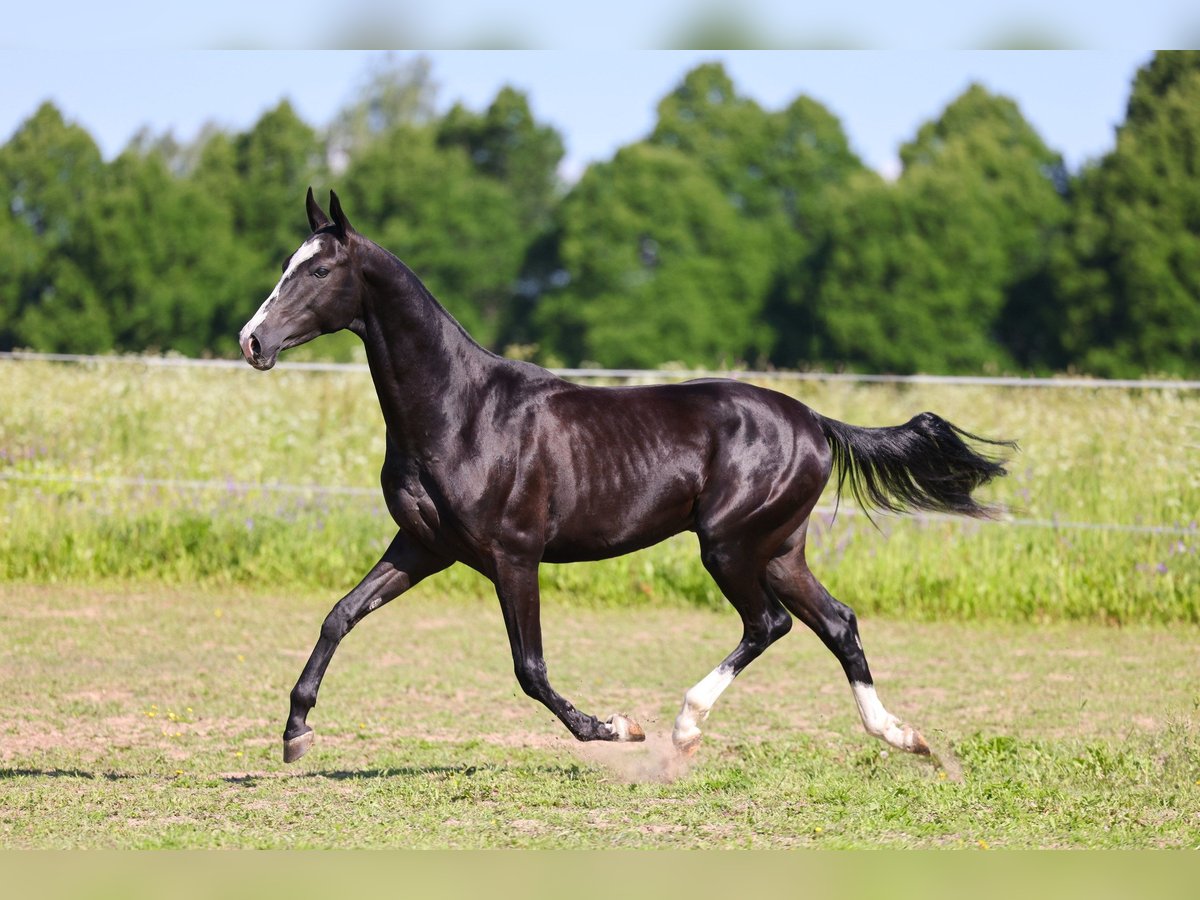 Akhal-Teke Hengst 2 Jaar Zwart in &#1057;&#1072;&#1085;&#1082;&#1090;-&#1055;&#1077;&#1090;&#1077;&#1088;&#1073;&#1091;&#1088;&#1075;