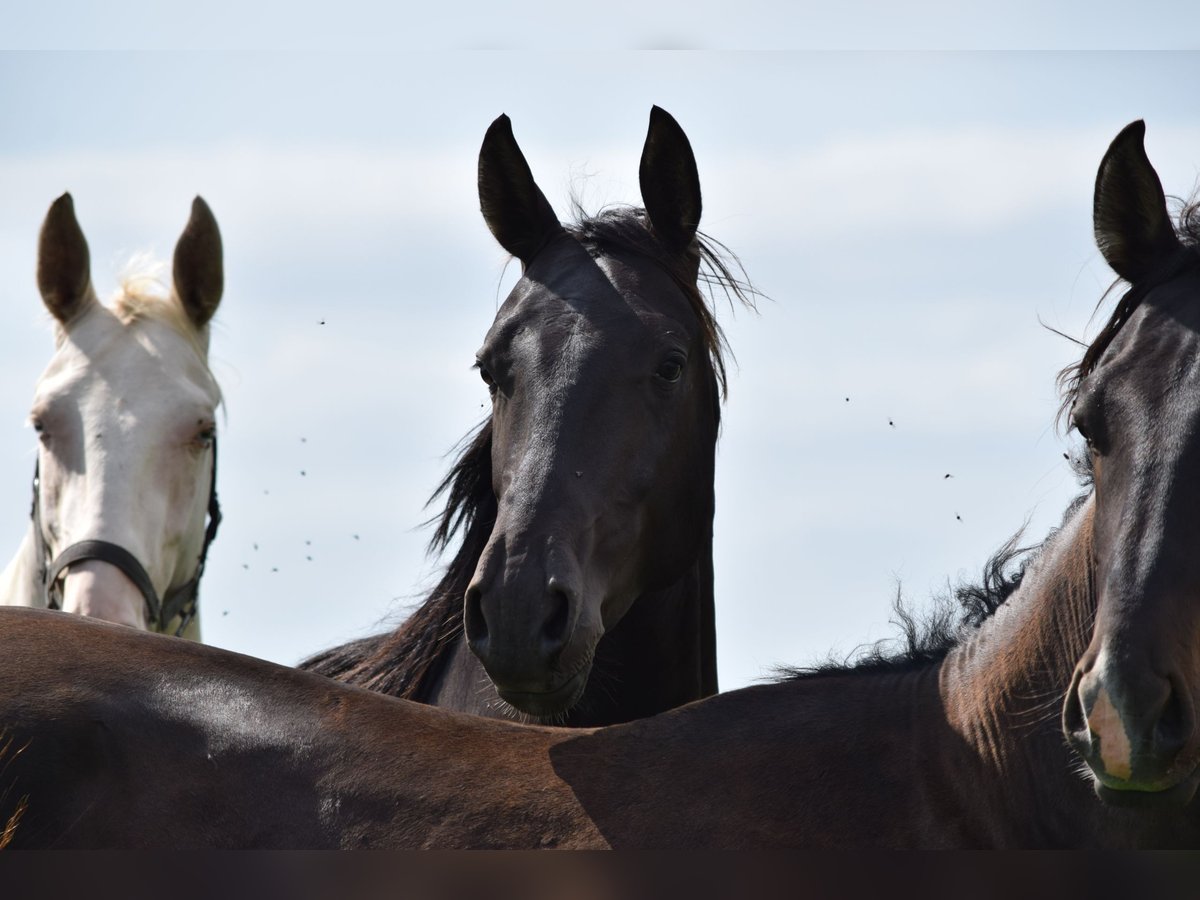 Akhal-Teke Hengst 3 Jaar 162 cm Zwart in Ovelg&#xF6;nne