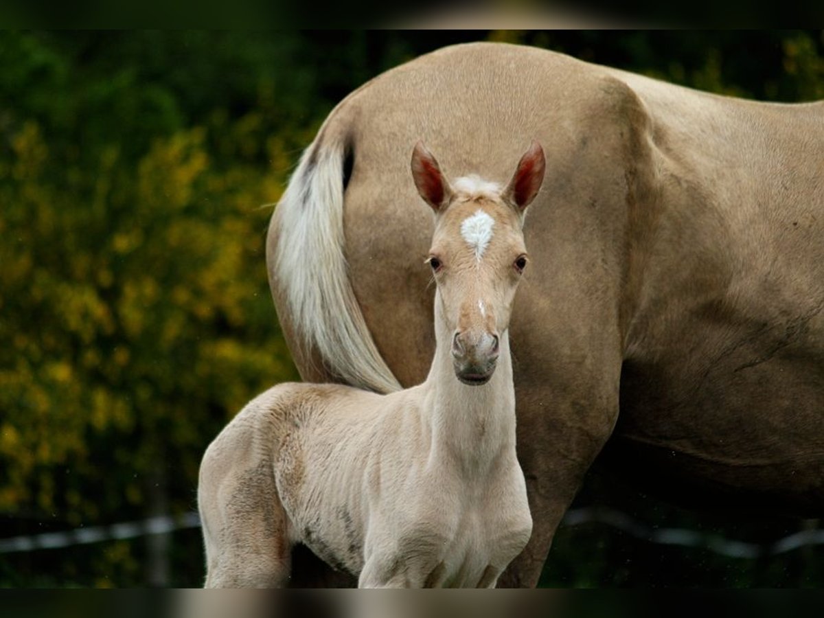 Akhal-Teke Hengst veulen (01/2024) 160 cm Palomino in GOVEN