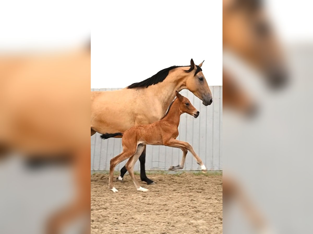 Akhal-Teke Hengst veulen (04/2024) Bruin in Ovelgönne