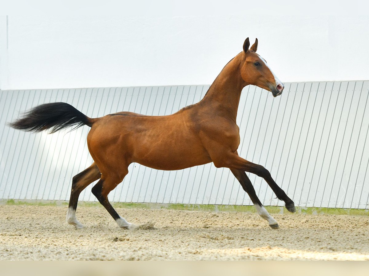 Akhal-Teke Hingst 3 år Brun in Ovelgönne