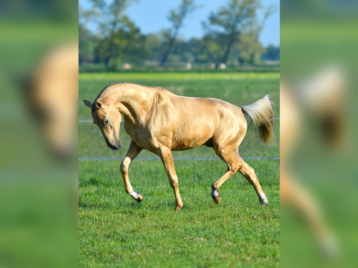 Akhal-Teke Hingst 3 år Svart in Ovelgönne