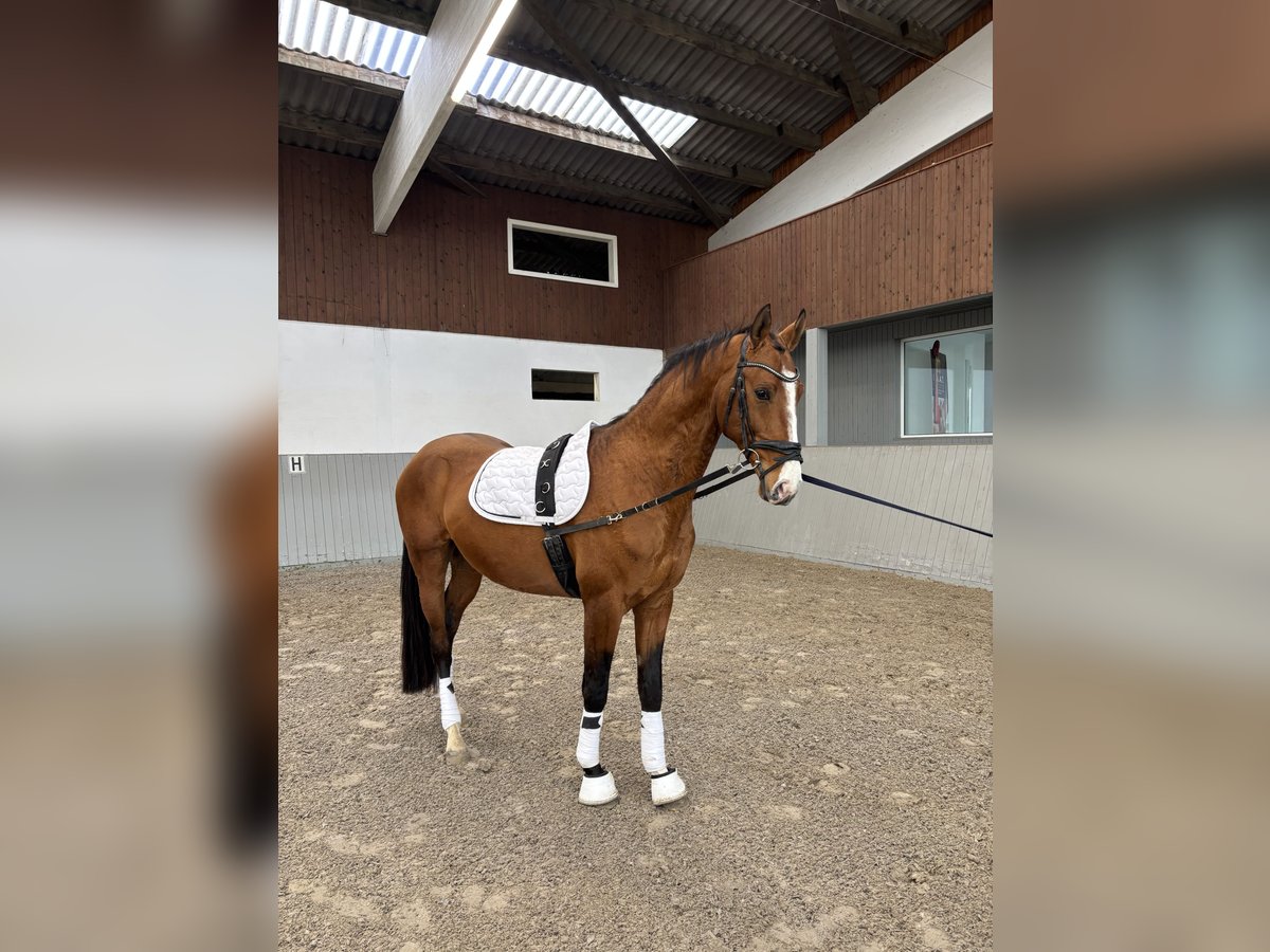 Akhal-Teke Hongre 4 Ans 165 cm Bai in Ovelgönne