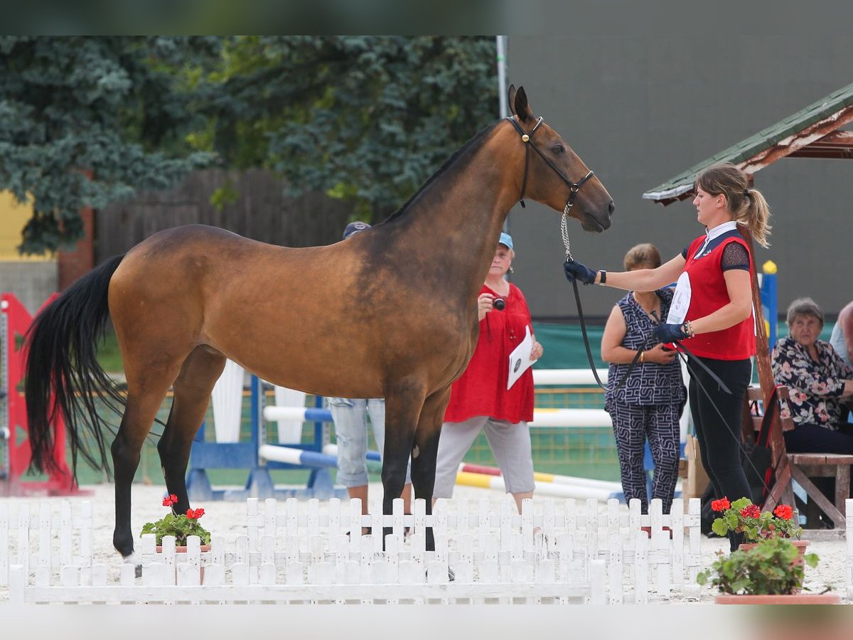 Akhal-Teke Jument 11 Ans 164 cm Alezan dun in Zagórów