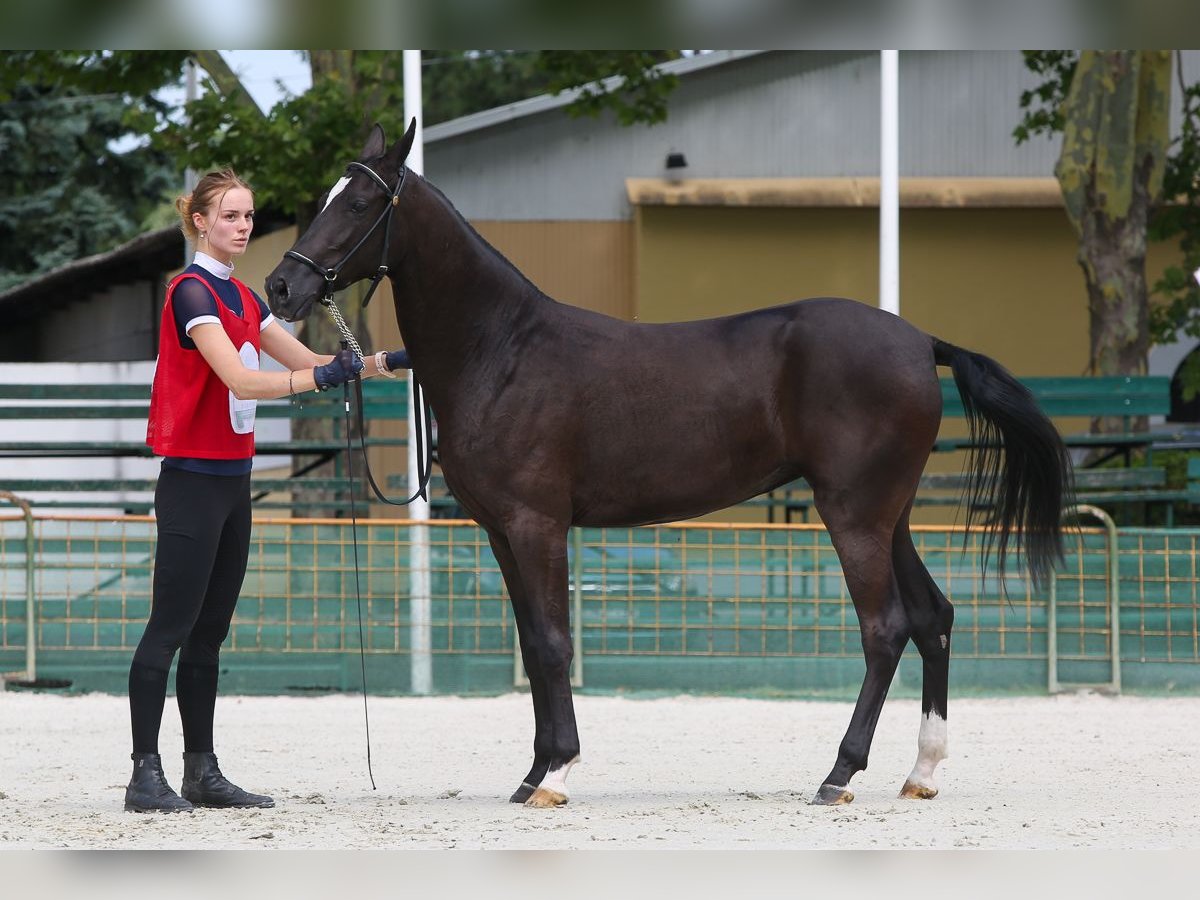 Akhal-Teke Jument 2 Ans 150 cm Noir in Nowa Wieś