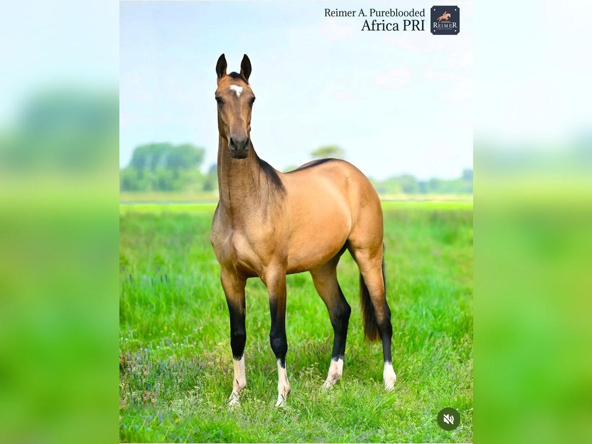 Akhal-Teke Jument 3 Ans 154 cm Buckskin in Ovelgönne