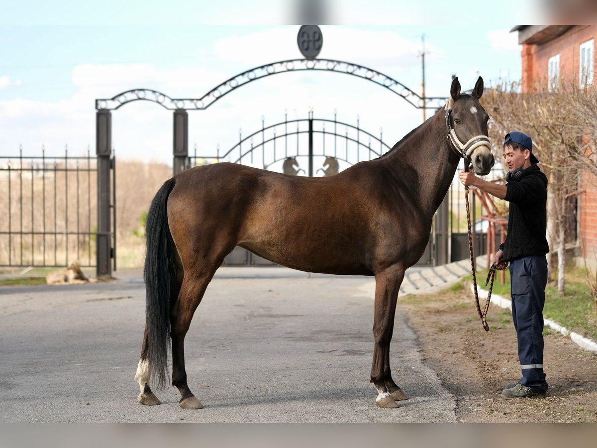 Akhal-Teke Jument 5 Ans 160 cm Buckskin in Karaganda