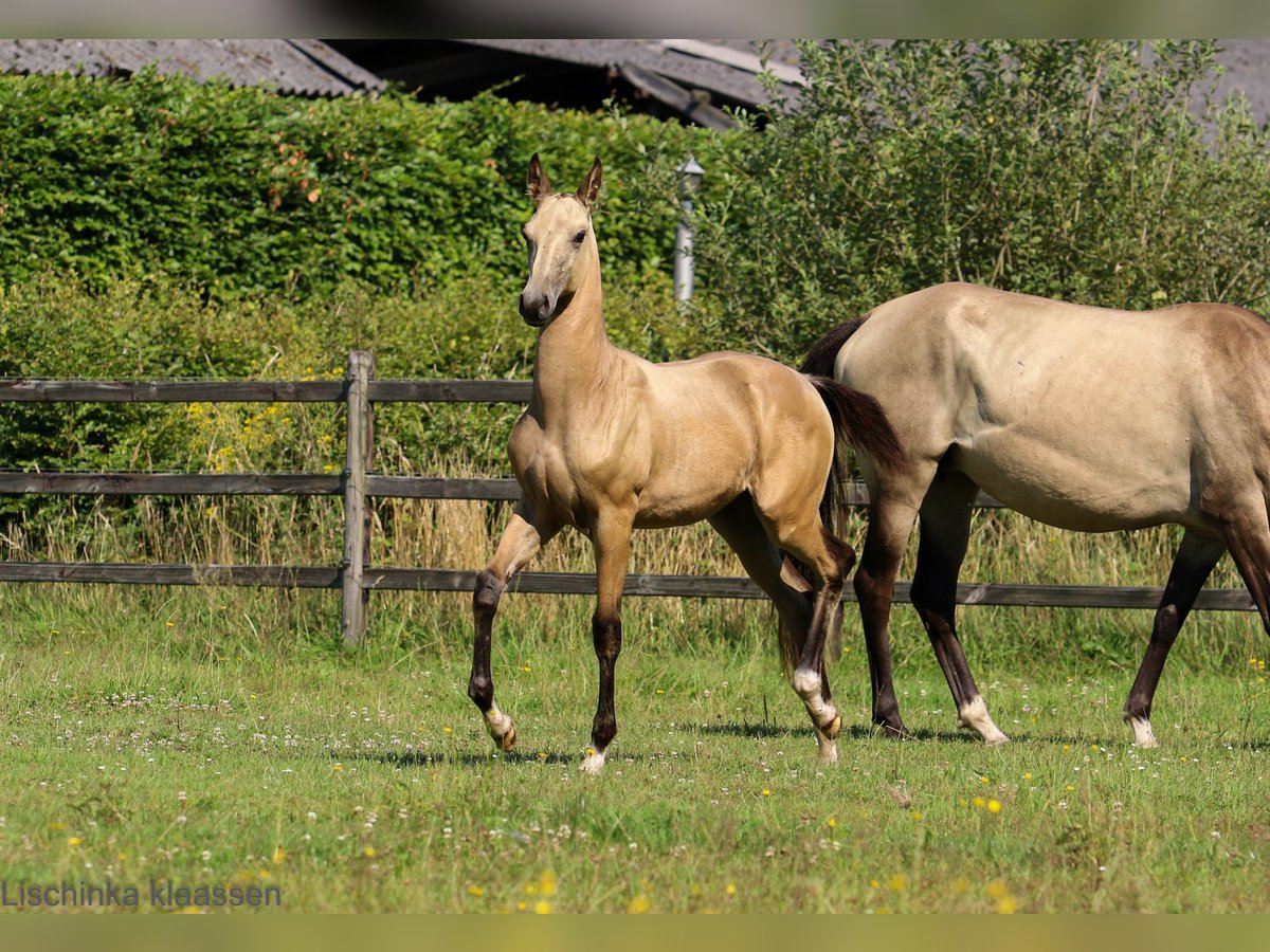 Akhal-Teke Jument Poulain (03/2024) Buckskin in Schoonebeek