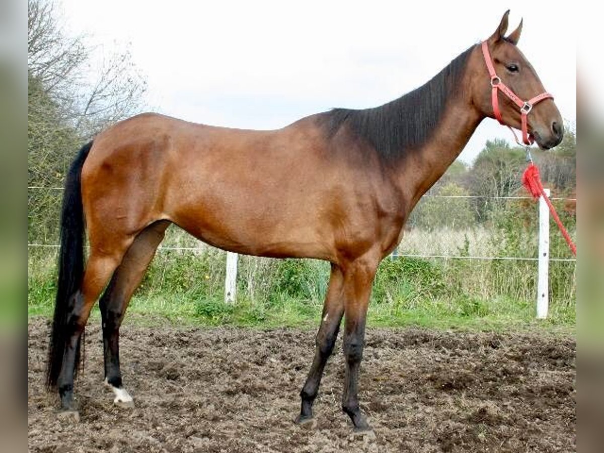 Akhal-Teke Mare 12 years 16 hh Brown-Light in Lautertal
