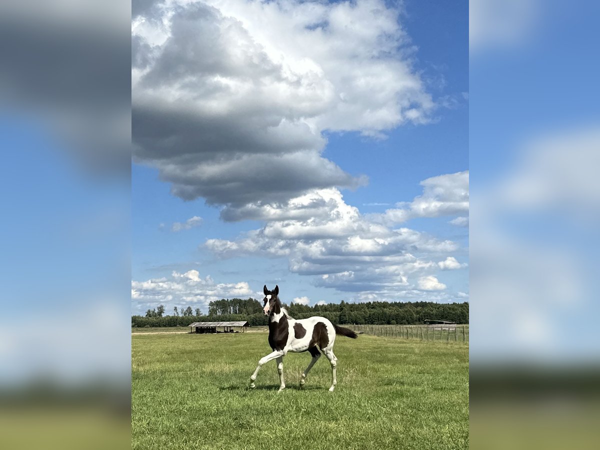 Akhal-Teke Mix Mare 1 year Pinto in Rudamina