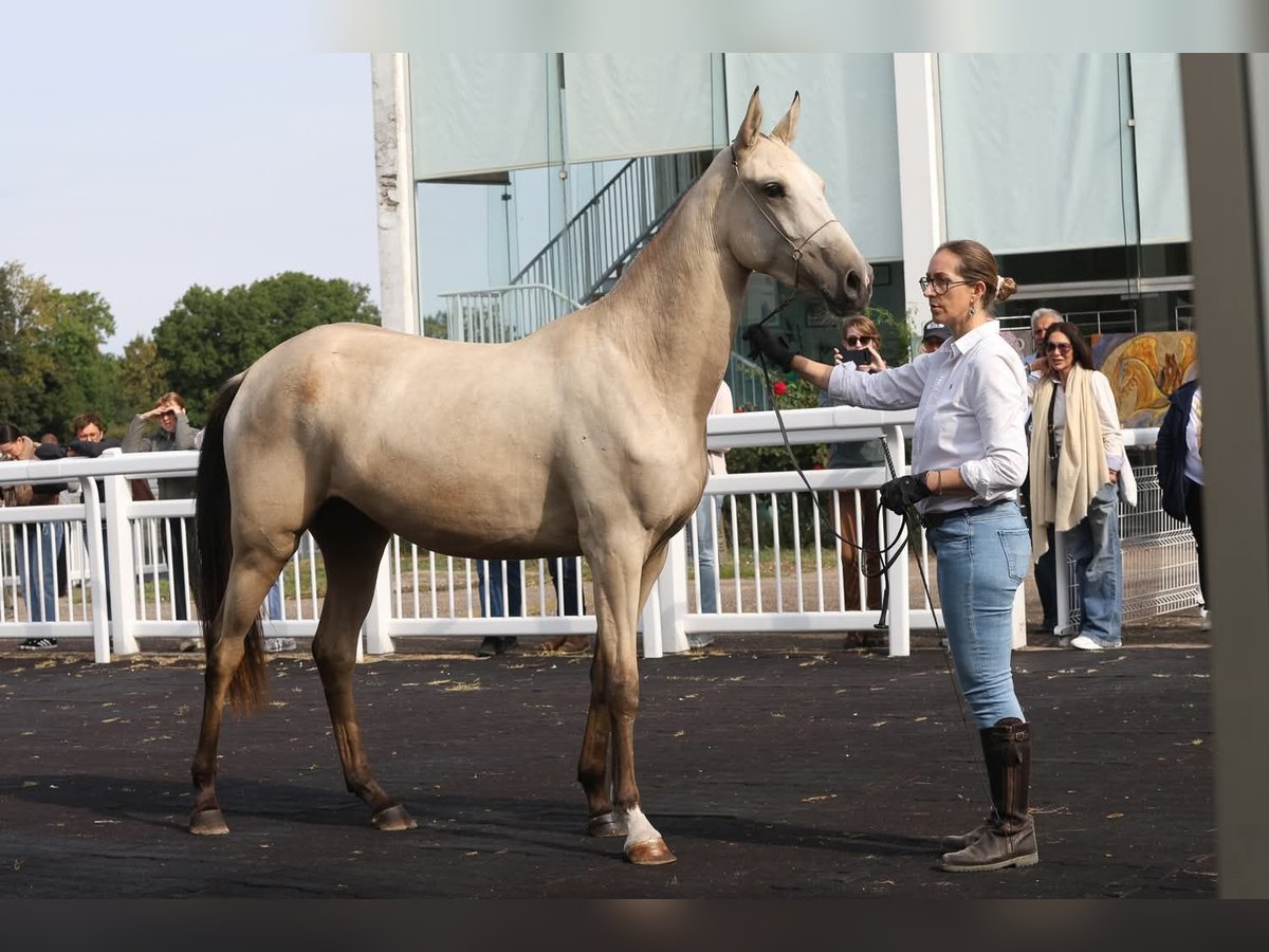 Akhal-Teke Mare 2 years 15,2 hh Buckskin in Val de Bride