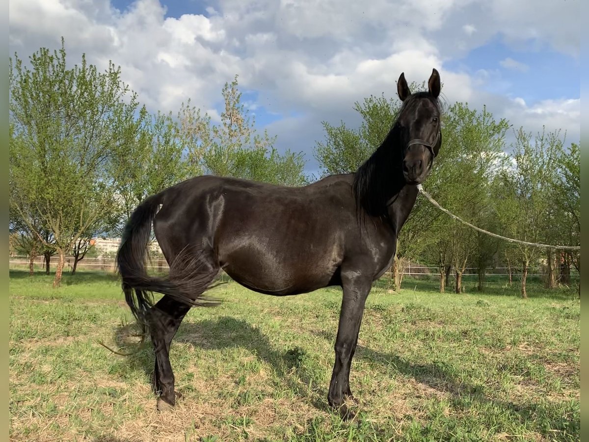 Akhal Teke Mare 4 years 15 hh Bay Dark in Plzen