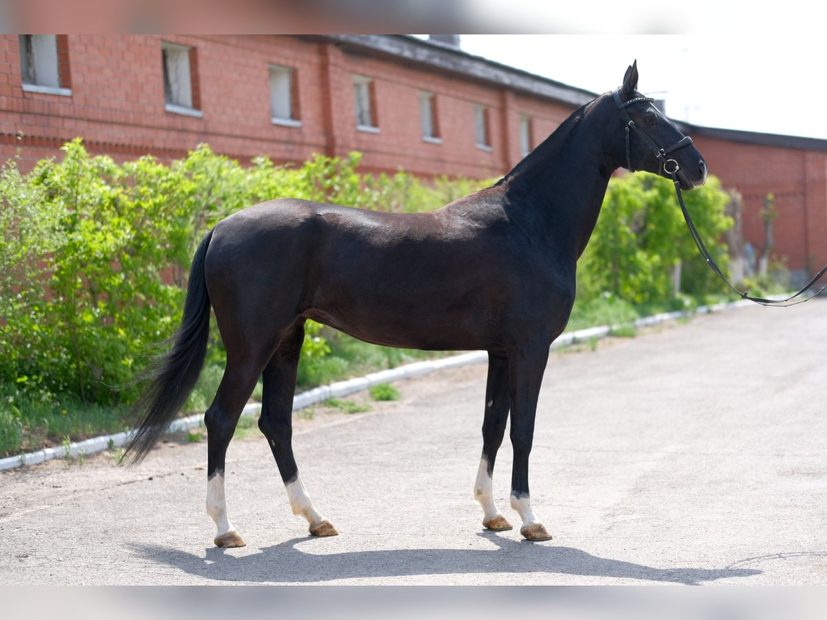 Akhal-Teke Mare 7 years 15,2 hh Black in Karaganda