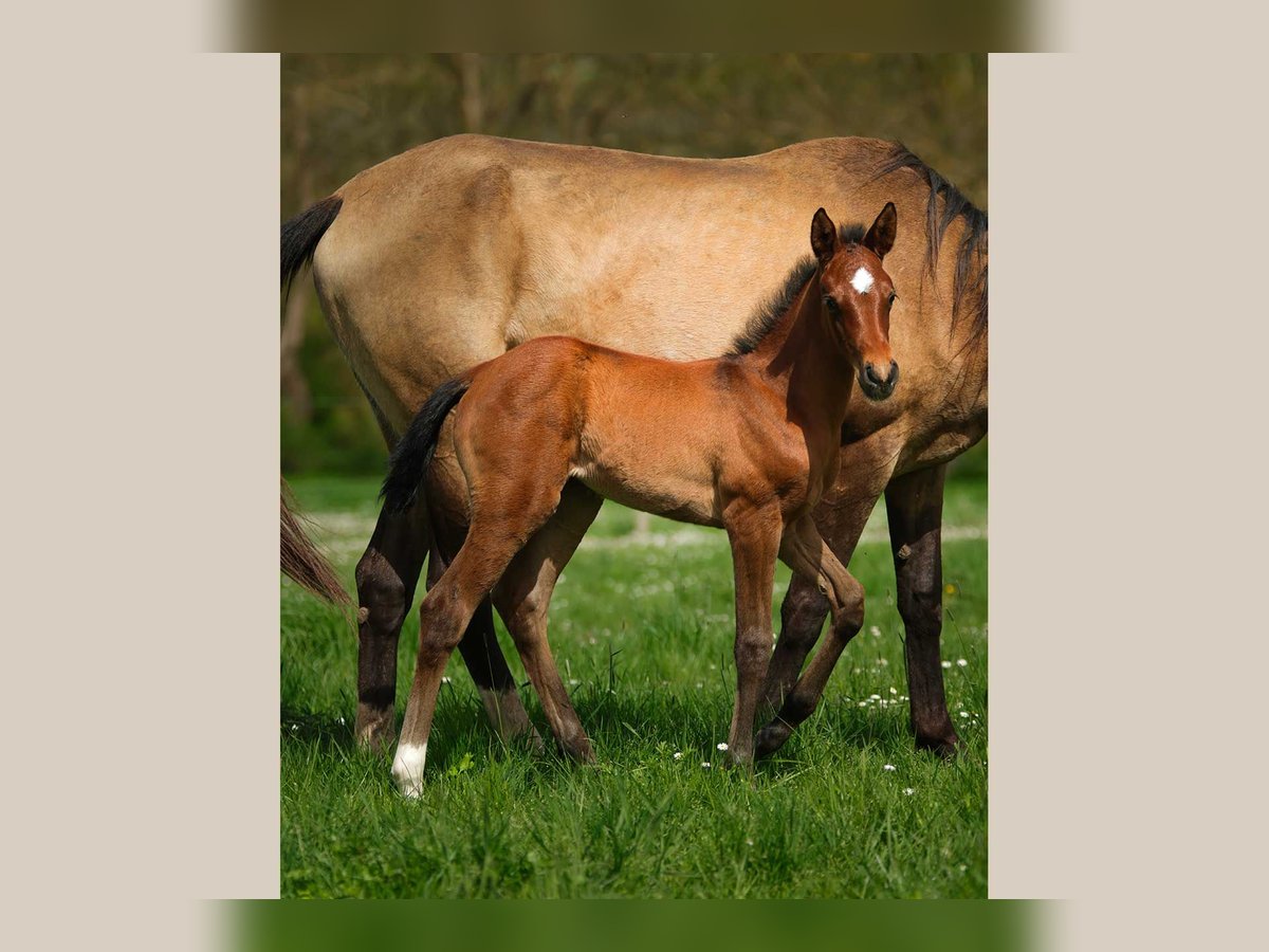 Akhal-Teke Mare  Brown in ANGERS