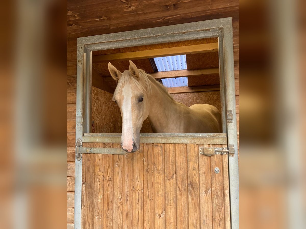 Akhal-Teke Mix Merrie 1 Jaar 173 cm Palomino in Cornwall, UK