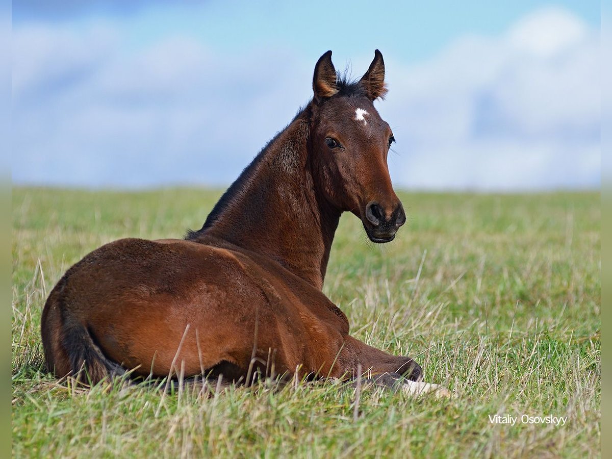 Akhal-Teke Merrie 1 Jaar Bruin in Val De Bride