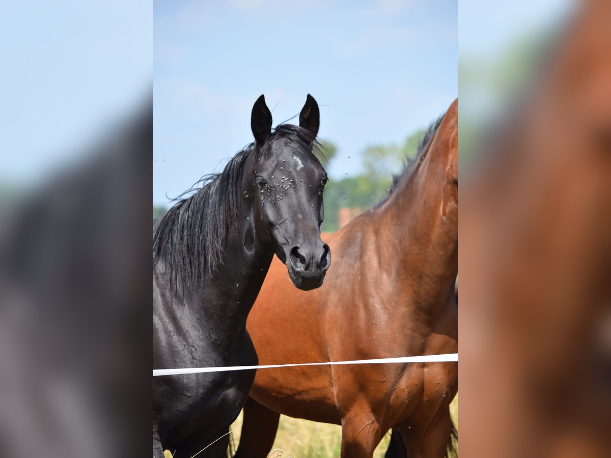 Akhal-Teke Mix Merrie 3 Jaar 158 cm Zwart in Ovelg&#xF6;nne