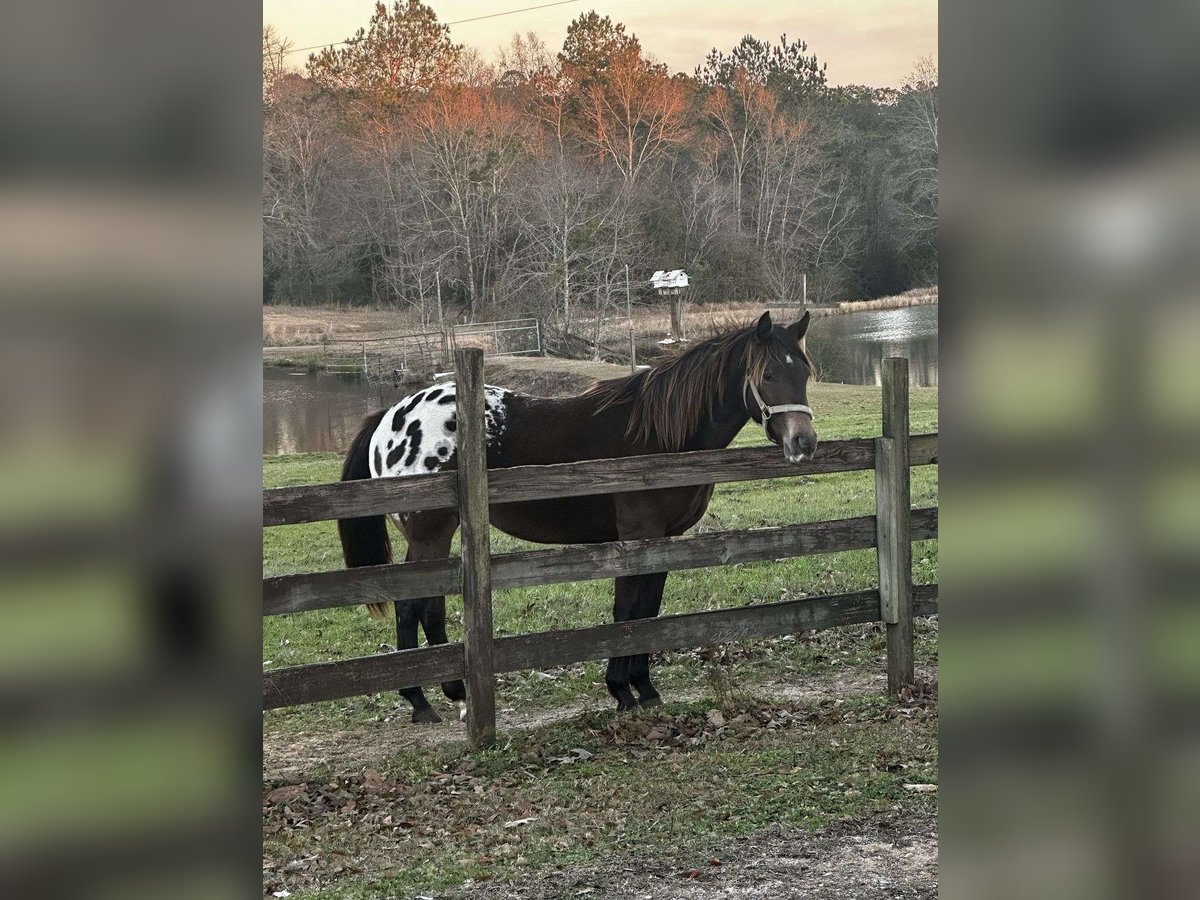 Akhal-Teke Merrie 3 Jaar Lichtbruin in Farber