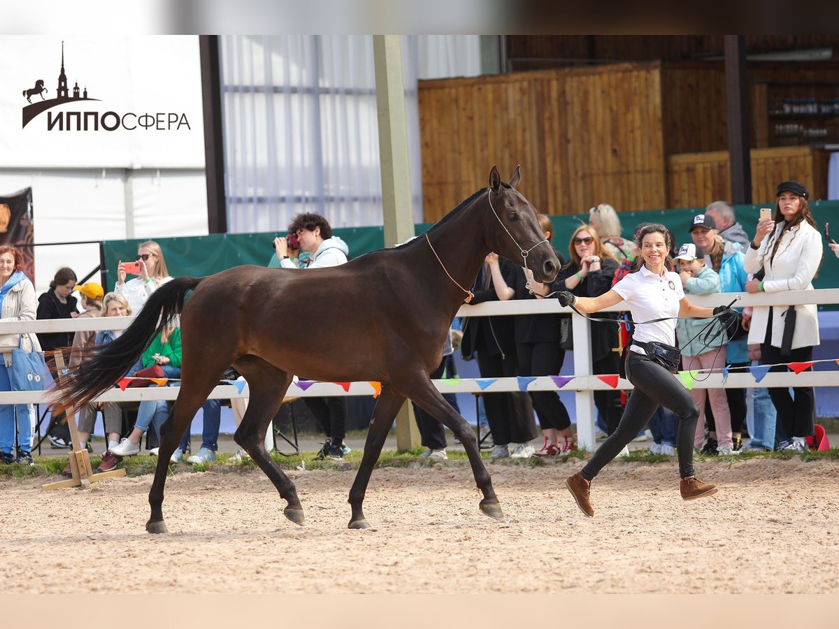 Akhal-Teke Merrie 4 Jaar 160 cm Zwartbruin in St-Petersburg