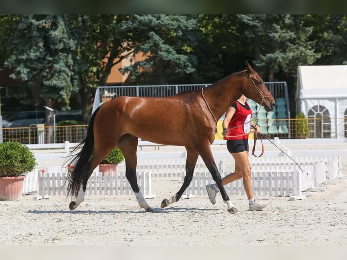 Akhal-Teke Merrie 9 Jaar 160 cm Roodbruin in Gy&#x151;r
