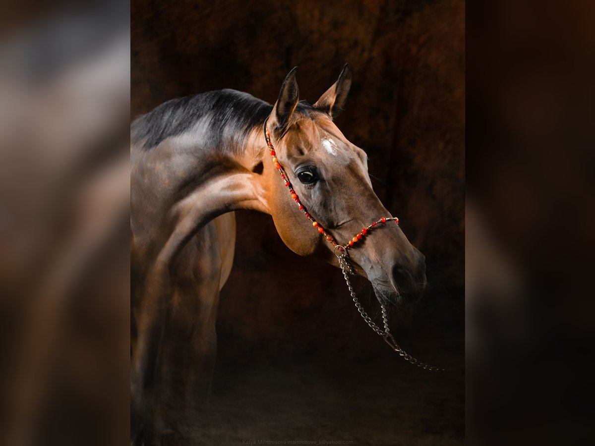 Akhal-Teke Merrie 9 Jaar 163 cm Bruin in Welver