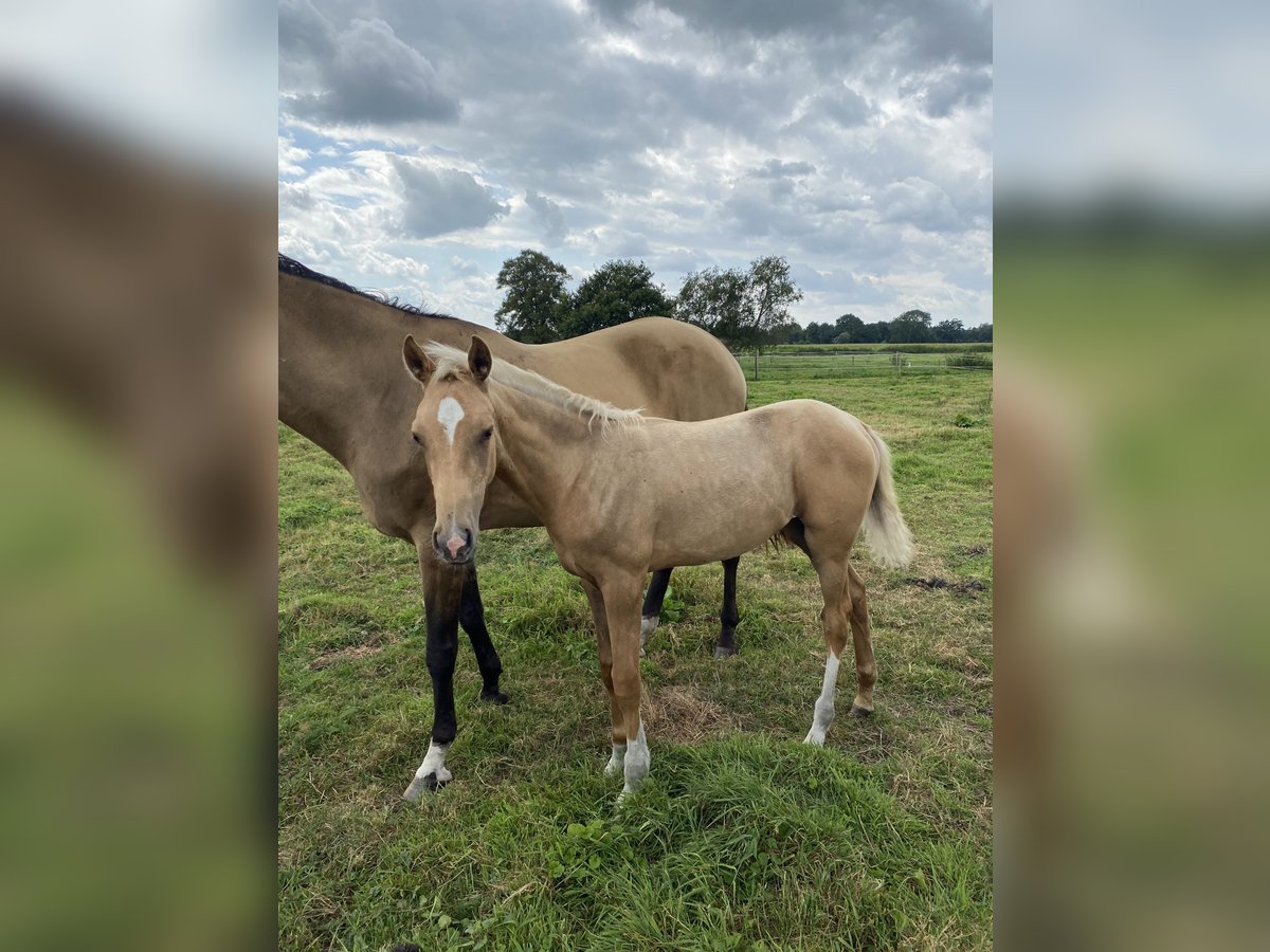 Akhal-Teke Merrie veulen (03/2024) Cremello in Ovelgönne